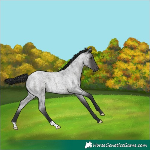 Horse Color:Blue Roan 