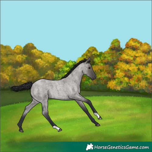 Horse Color:Grullo Roan 