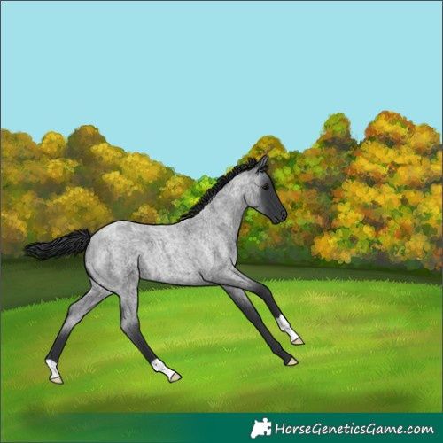 Horse Color:Blue Roan