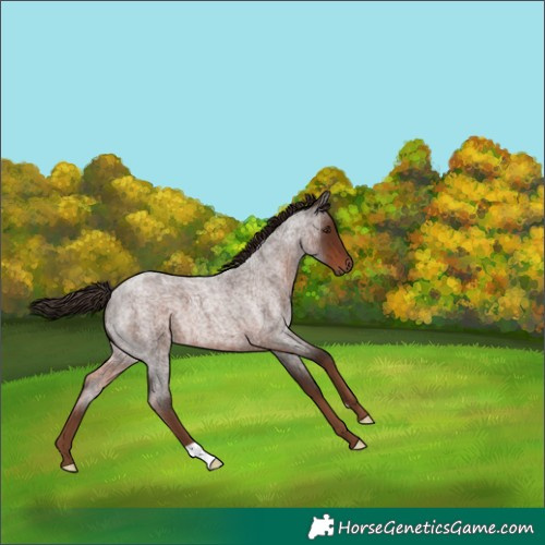 Horse Color:Liver Red Roan 