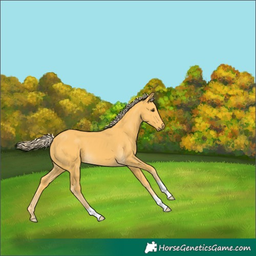 Horse Color:Palomino