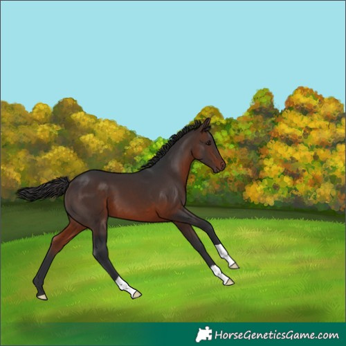 Horse Color:Brown 
