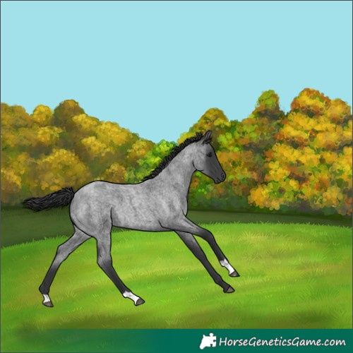 Horse Color:Blue Roan