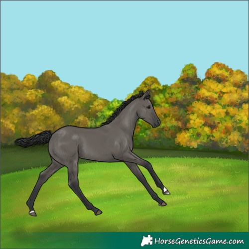 Horse Color:Grullo