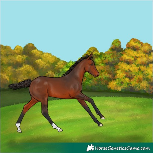 Horse Color:Bay 