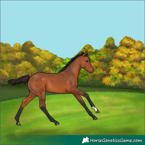 Horse Color:Bay 