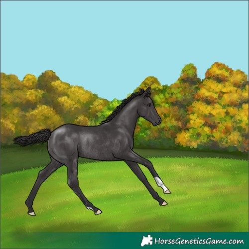 Horse Color:Smoky Black Rabicano 