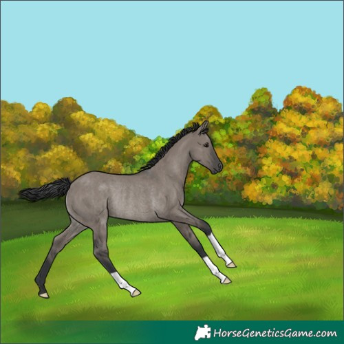 Horse Color:Grullo Rabicano 