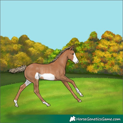 Horse Color:Chestnut Frame Rabicano 