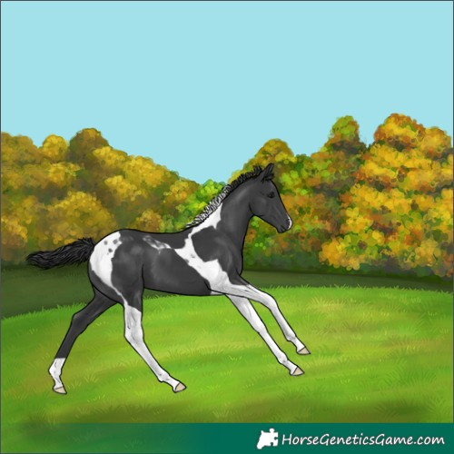 Horse Color:Black Tobiano