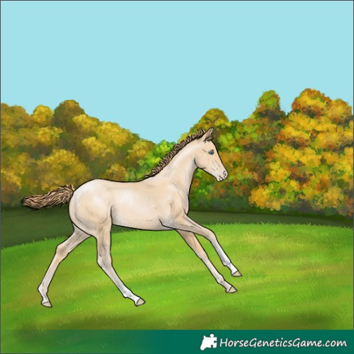 Horse Color:Smoky Black Pearl