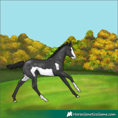 Horse Color:Black Frame 