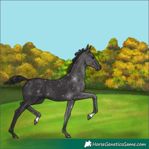 Horse Color:Smoky Black 