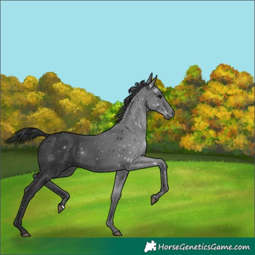 Horse Color:Black 