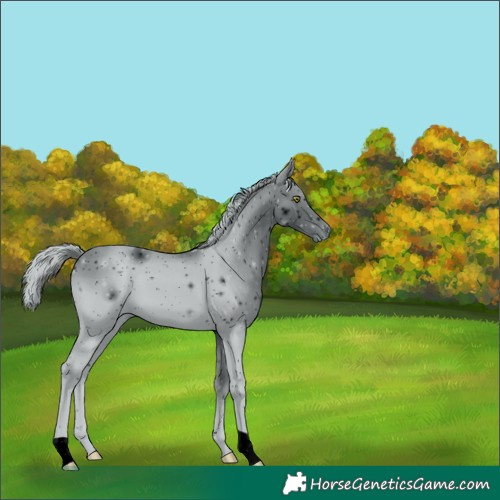 Horse Color:ERROR: UNKNOWN ANOMALY