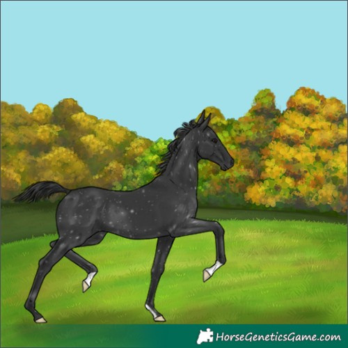 Horse Color:Black 