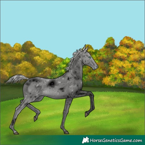 Horse Color:ERROR: UNKNOWN ANOMALY