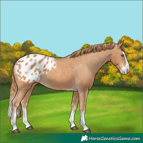 Horse Color:Chestnut Splash Blanket 