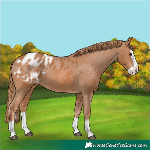Horse Color:Chestnut Splash Blanket 