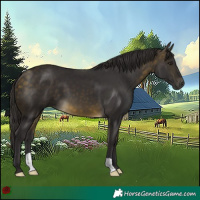 Horse Color:Buckskin 
