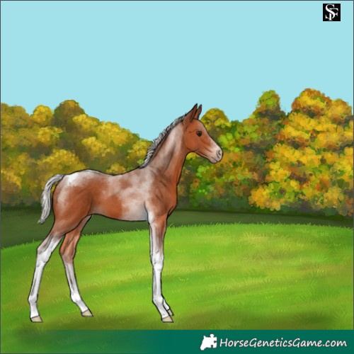 Horse Color:Silver Bay Tobiano 