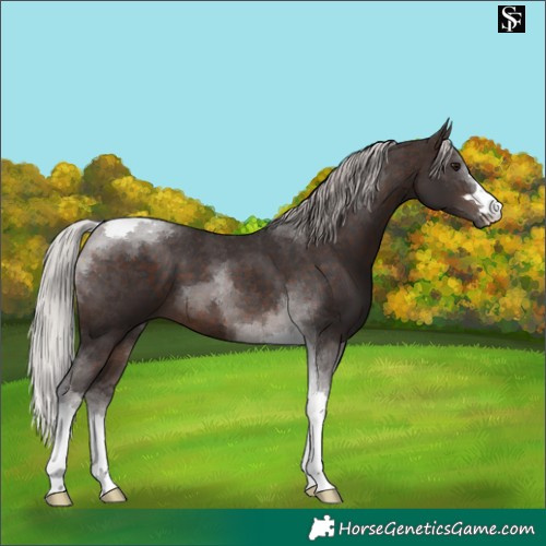 Horse Color:Silver Brown Tobiano 