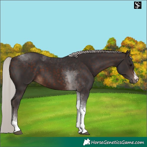 Horse Color:Silver Brown Tobiano 