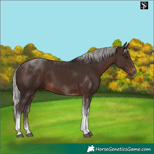 Horse Color:Silver Brown Tobiano 