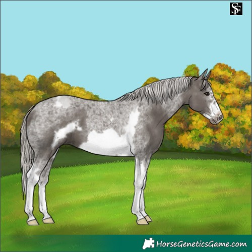 Horse Color:Silver Black Tobiano Frame 