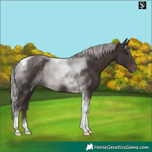 Horse Color:Silver Brown Tobiano 