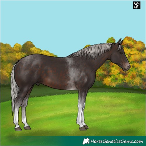 Horse Color:Silver Brown Tobiano 