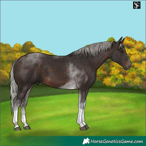 Horse Color:Silver Brown Tobiano 