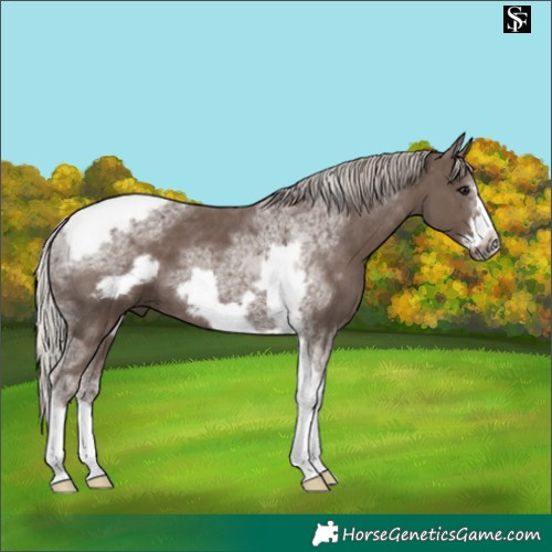 Horse Color:Silver Black Tobiano Frame 
