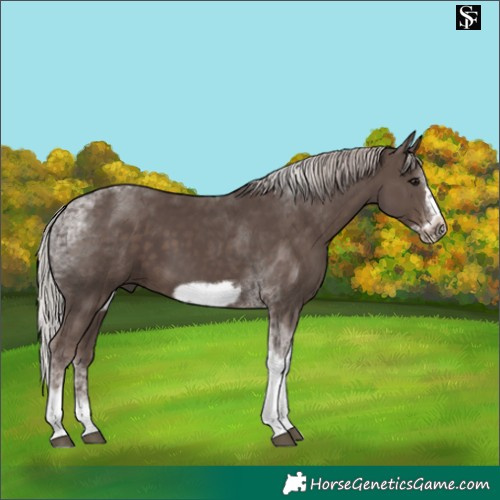 Horse Color:Silver Black Tobiano Frame 