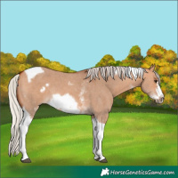 Horse Color:Silver Bay Dun Sabino Tobiano Frame Rabicano 