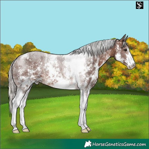 Horse Color:Silver Brown Sabino Tobiano Rabicano 