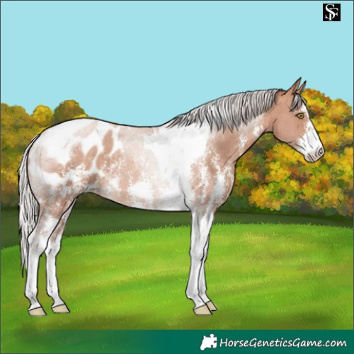 Horse Color:Silver Sable Champagne Sabino Tobiano Blanket Rabicano 