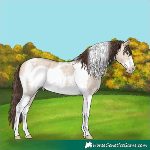 Horse Color:Amber Champagne Dun Sabino Tobiano Frame Rabicano 