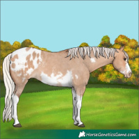 Horse Color:Silver Bay Dun Sabino Tobiano Frame Blanket Rabicano 