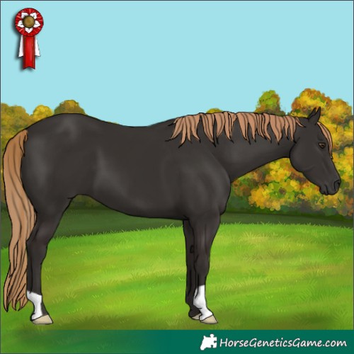 Horse Color:Liver Chestnut