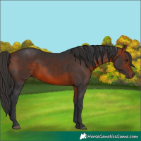 Horse Color:Bay 