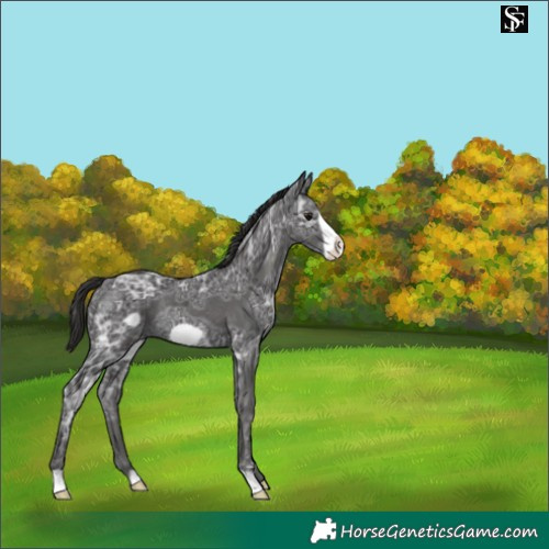 Horse Color:Smoky Black Ice Frame Rabicano 