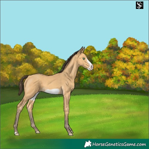 Horse Color:Amber Cream Champagne Frame 