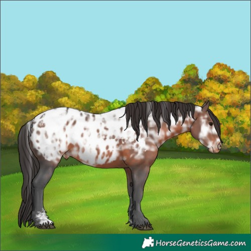 Horse Color:Unknown 