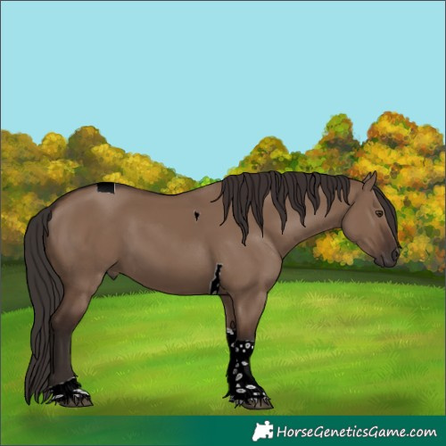 Horse Color:Liver Red Dun Tobiano 