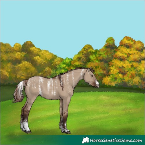 Horse Color:Powder White Liver Red Dun Rabicano 