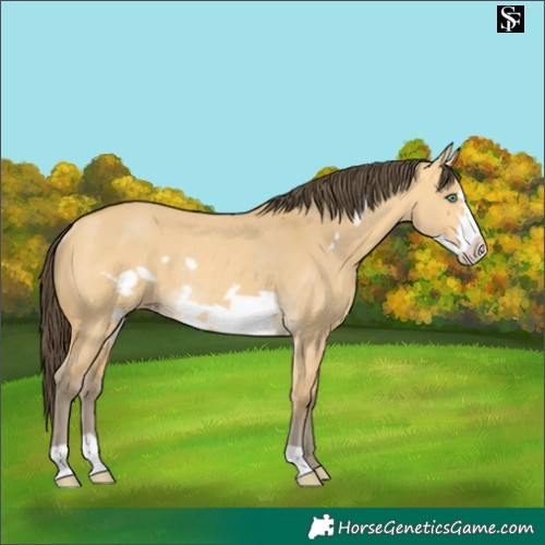 Horse Color:Amber Cream Champagne Dun Frame Rabicano 