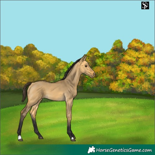 Horse Color:Buckskin Dun 