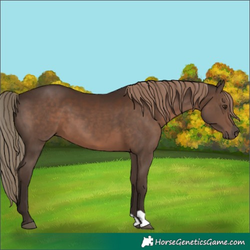 Horse Color:Liver Chestnut 