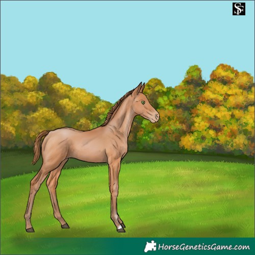 Horse Color:Bay Pearl 